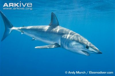 Shortfin mako sharks are fished for shark fin soup.