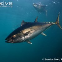 Overfishing of Bluefin Tuna and Sharks Overfishing of Bluefin Tuna and Sharks