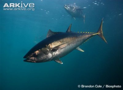 Atlantic Bluefin Tuna are endangered and are overfished in areas where they aggregate to spawn.