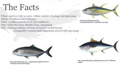 All three large predatory fish studied were negatively affected by PAHs