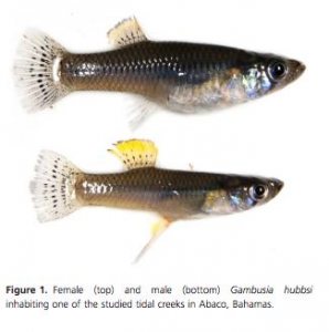 Live-bearing fish like Gambusia actually thrive in fragmented habitats because of the decreased abundance of piscivorous fish (their predators).
