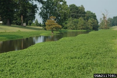 Alligatorweed lining a small stream, where it outcompetes native species. Photo from invasive.org.