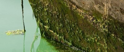 Fouling macroalgae on a boat hull. Photo from invasives.org.au.