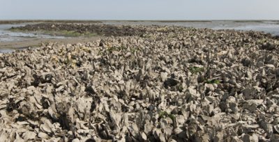 Oysters in the Chesapeake Bay have been depleted by overfishing. Population growth is limited by disease and sedimentation. Photo credit Mark Godfrey © 2009 