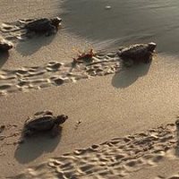 Pollution, Sea Turtles, and Fish Pollution, Sea Turtles, and Fish