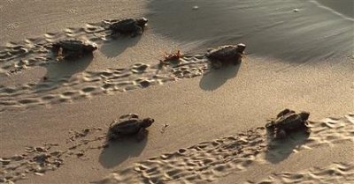 Newly hatched juvenile Ridley sea turtles. Photo from phys.org 