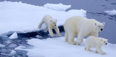 Polar bears are threatened by fragmentation of sea ice which could restrict their movements.