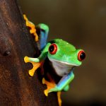 Red-eye frog (Agalychnis callidryas) 