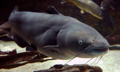 Catfish like this are the intended catch in hoop nets, but these nets often catch more turtles than catfish. Photo from chesapeakebay.net