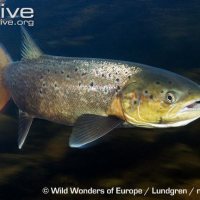 Salmon and Lobster Aquaculture Salmon and Lobster Aquaculture