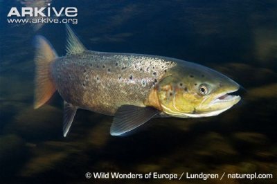 Atlantic Salmon are a common farmed fish species kept in tanks as juveniles and large marine cages as adults
