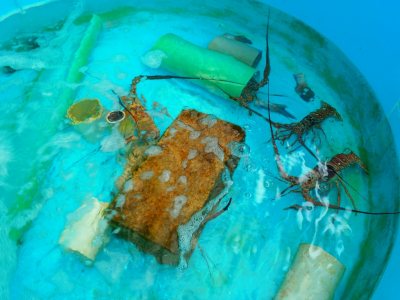 Spiny lobsters are often cultured in New Zealand, where they are grown in tanks like the one shown