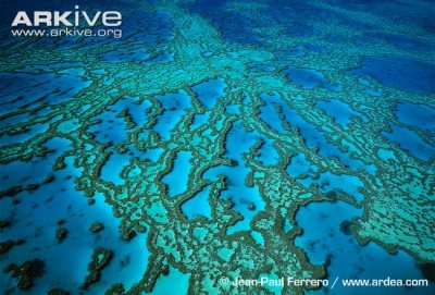 It is important to understand how larvae of coral reefs like this one are transported across the ocean