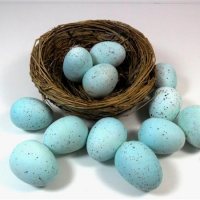 Don Dearborn provides expert commentary on 3d printing of birds eggs for research