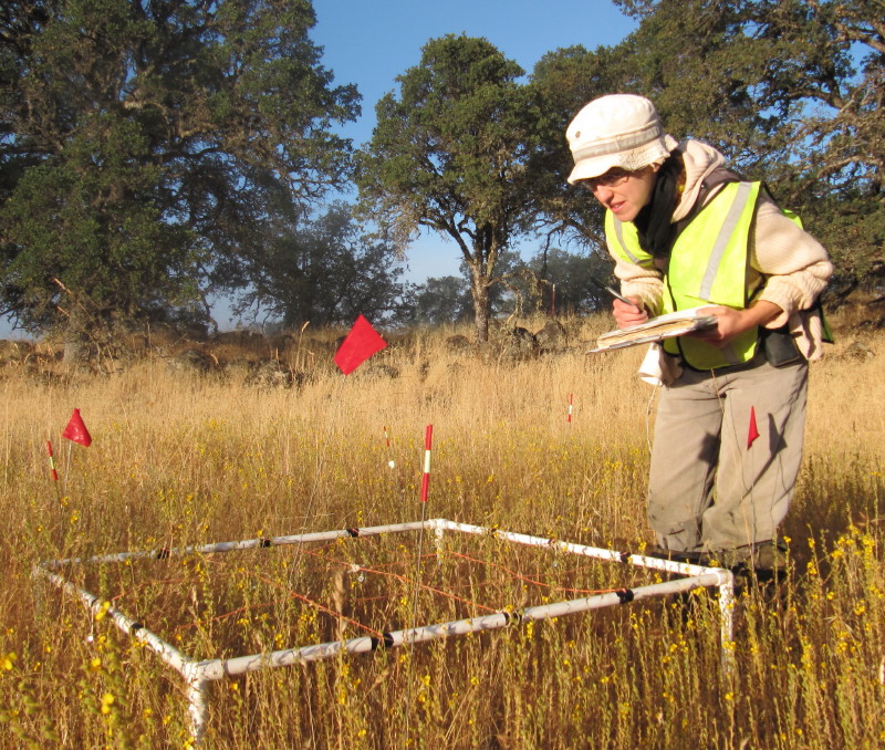 Carla Essenberg – Plant Ecology | Biology | Bates College