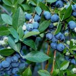 Common blueberry, Vaccinnium