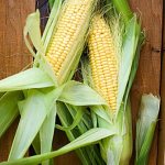 Corn, Zea mays