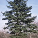 Eastern White Pine (Pinus strobus)