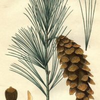 Plant Blogs – Bio 117 – White Pine Plant Blogs – Bio 117 – White Pine