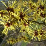 Witch hazel (Hamamelis ovalis)