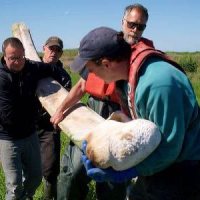 Prof. Dearborn Leads Whale Skeleton Recovery on Sheep Island