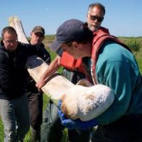 Prof. Dearborn Leads Whale Skeleton Recovery on Sheep Island Prof. Dearborn Leads Whale Skeleton Recovery on Sheep Island