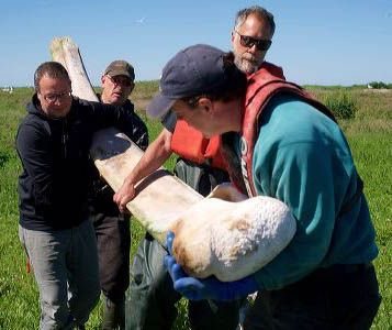 dearborn-whale-bone