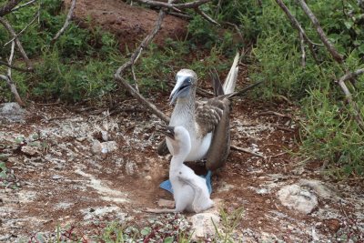 blue footed