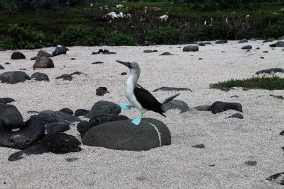 Blue footed booby