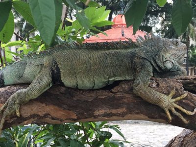 Brown land iguana in Guayaquil