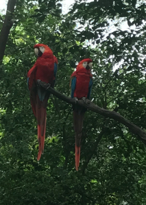 parrots