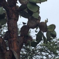 We’ve made it to the Galapagos! We’ve made it to the Galapagos!