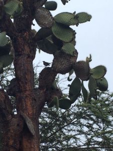 Bird on a prickly pear cactus at the Darwin Center