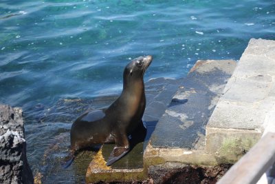 Sea lion that greeted us at Bartolome