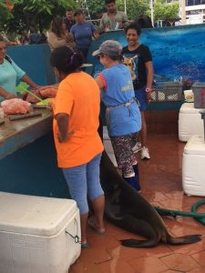 Galapagos sea lion begging for fish in Puerto Ayora fish market