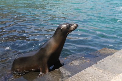 Sea lion greeting us on a dock