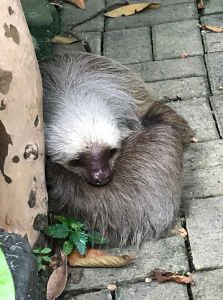 Sloth at Parque Histórico de Guayaquil