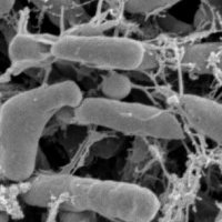 New Scholars Symposium on Fostering Diversity in Microbiology: Call for applicants New Scholars Symposium on Fostering Diversity in Microbiology: Call for applicants