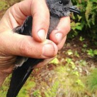 Biology professor links decline of storm petrel’s hatching success to climate change Biology professor links decline of storm petrel’s hatching success to climate change
