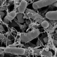 MLK Day Events – New Scholars Symposium in Microbiology MLK Day Events – New Scholars Symposium in Microbiology