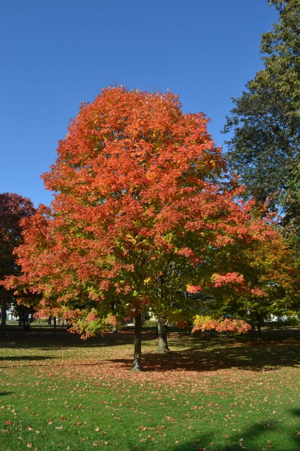 River Birch, Bates Canopy