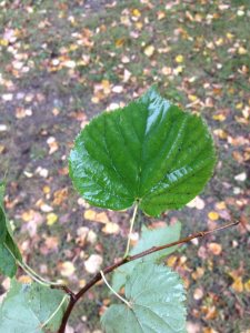 Little-leaf Linden Leaf