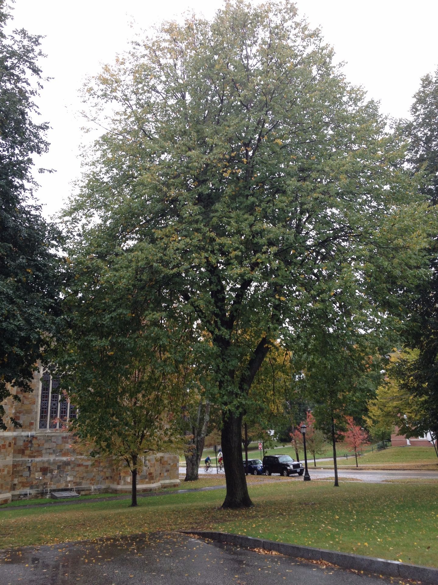 Little-leaf Linden, Bates Canopy