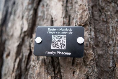 Tree Tag for Eastern Hemlock