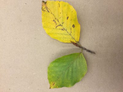 European Beech Leaves and Bud