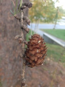 European Larch cone