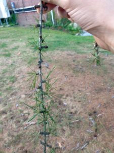 European Larch twig