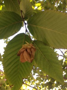 Eastern Hophornbeam fruit