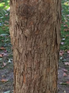 Eastern Hophornbeam bark