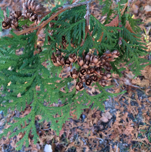 Northern White Cedar cones and needles